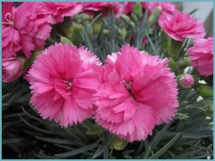 grădină Carnation, de plantare perene și de îngrijire, fotografia în câmp deschis, cultivarea și reproducere (plantare) grădină Carnation, de plantare perene și de îngrijire, fotografia în câmp deschis, cultivarea și reproducerea