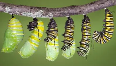 Schimbarea formei unei molii omida transformate in