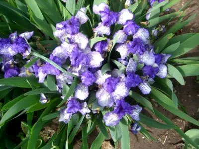 plantarea Iris și îngrijirea în reproducerea pansament câmp deschis (iris) plantarea Iris și îngrijirea în reproducerea dressing câmp deschis