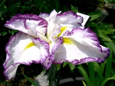 plantarea Iris și îngrijirea în reproducerea câmp deschis pansament (debarcare) plantarea Iris și îngrijirea în reproducerea dressing câmp deschis