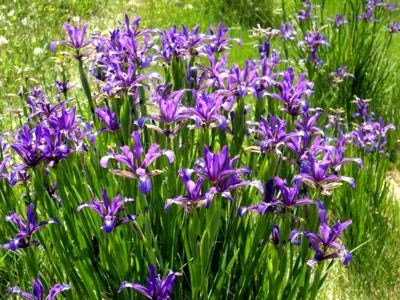 plantarea Iris și îngrijirea în reproducerea pansament câmp deschis (iris) plantarea Iris și îngrijirea în reproducerea dressing câmp deschis