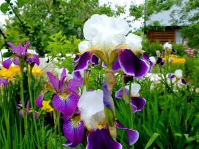 plantarea Iris și îngrijirea în reproducerea câmp deschis pansament (îngrijire) plantarea Iris și îngrijirea în reproducerea dressing câmp deschis