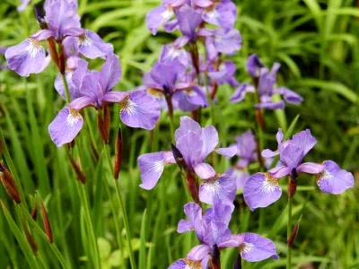 plantare Iris și îngrijire în reproducerea câmp deschis pansament (deschis) plantarea Iris și îngrijirea în reproducerea dressing câmp deschis