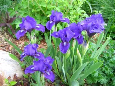 plantarea Iris și îngrijirea în reproducerea câmp deschis pansament (îngrijire) plantarea Iris și îngrijirea în reproducerea dressing câmp deschis