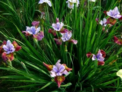 plantare Iris și îngrijire în reproducerea câmp deschis pansament (deschis) plantarea Iris și îngrijirea în reproducerea dressing câmp deschis