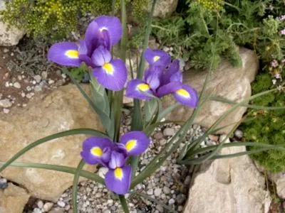 plantarea Iris și îngrijirea în reproducerea pansament câmp deschis (iris) plantarea Iris și îngrijirea în reproducerea dressing câmp deschis