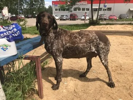 Sunt un câine