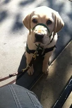 Ce un câine prinde un director crescător de șobolan (capturi) Ce un câine prinde un director crescător de șobolan