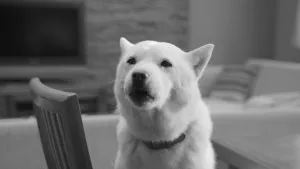 Ce un câine prinde un director crescător de șobolan (ce) Ce un câine prinde un director crescător de șobolan