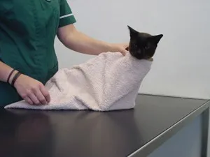 Cum de a da o pisica o pastila pentru viermi corect (video) - toate nuanțele și trucuri (urmați întotdeauna instrucțiunile) Cum de a da o pisica o pastila pentru viermi corect (video) - toate nuanțele și trucuri