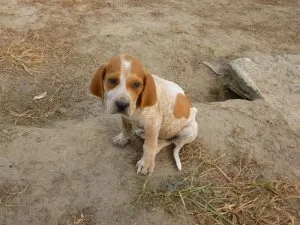 Ce un câine prinde un director crescător de șobolan (ce) Ce un câine prinde un director crescător de șobolan