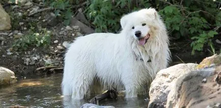 Care este cel mai vechi câine de top 14 al anticilor