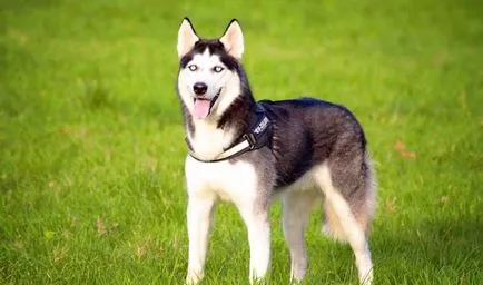 Care este cel mai vechi câine de top 14 al anticilor