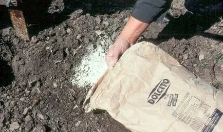 Lime copaci grădină lapte de var, cenușărire sol