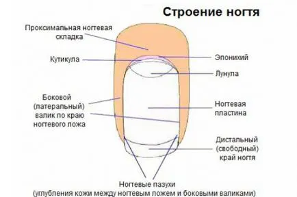 Cât de repede unghiile de la picioare în creștere - Ms - femei Intuitie (picioare) Cât de repede unghiile de la picioare în creștere - Intuiție femeii - Dna