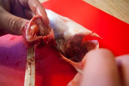 Cum se curata un pește modul de a elimina branhii ca intestin (solzi de pește curat) Cum se curata un pește modul de a elimina branhii ca intestin