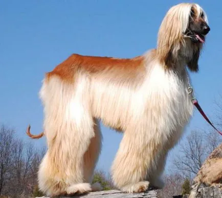Care este cel mai vechi câine de top 14 al anticilor