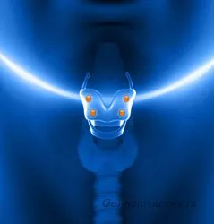 Care sunt glandele endocrine la om (glanda endocrina) Care sunt glandele endocrine la om