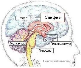 Care sunt glandele endocrine la om (uman) Care sunt glandele endocrine la om