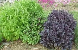 Ce plante pot crește alături de roșii, totul despre rosii (tomate) - video, fotografii, răspunde