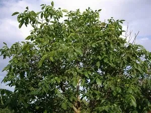 Ce plante pot crește alături de roșii, totul despre rosii (tomate) - video, fotografii, răspunde