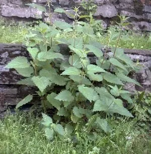 Ce plante pot crește alături de roșii, totul despre rosii (tomate) - video, fotografii, răspunde