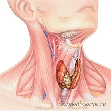 Care sunt glandele endocrine la om (glanda endocrina) Care sunt glandele endocrine la om