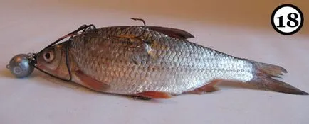 Ce o mai bună momeală - naturale sau artificiale - pescuitul prădător pe snastochku cu pești morți (orice) Ce o mai bună momeală - naturale sau artificiale - pescuitul prădător pe snastochku cu pești morți