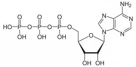 Cum de a respira și de bacteriile anaerobe sunt aerobe (aerobe) Cum de a respira și de bacteriile anaerobe sunt aerobe