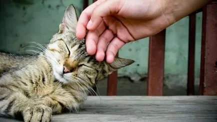 Ce prefera mângâindu-o pisica