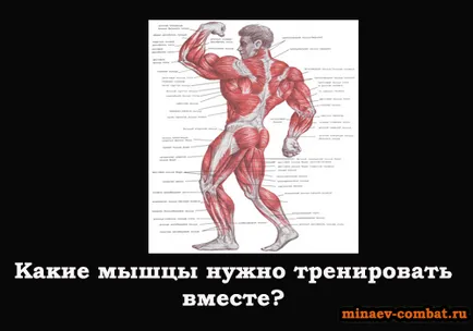Care mușchi de a instrui împreună, pe blog-ul Andrew Minaev