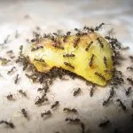 Cum să obțineți dvuhvostok scăpa în casa (casa) Cum de a scăpa de dvuhvostok casa