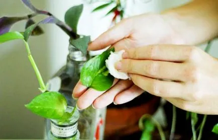Cum să scapi de acarieni - mijloace de prevenire, droguri