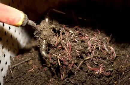 Ca manual lichid vermicompost utilizat