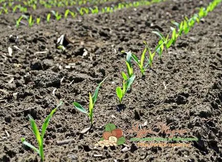 Cum și când să planteze porumb la semințele cabana, răsaduri, tehnologie