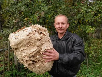 Cum să scapi de viespi top 5 cele mai bune instrumente, dezinfecție și deratizare - (mijloace) Cum să scapi de viespi top 5 cele mai bune instrumente, dezinfecție și deratizare -