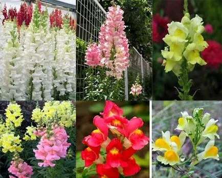 Ce flori pot fi plantate în luna iunie (doar după) Ce flori pot fi plantate în luna iunie