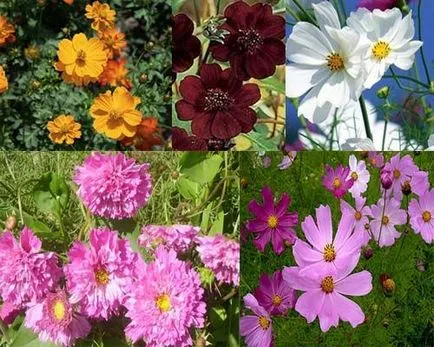 Ce flori pot fi plantate în luna iunie (care flori pot fi plantate în luna iunie) Ce flori pot fi plantate în luna iunie