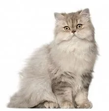 Ca pisicile simt uman, asistent feline