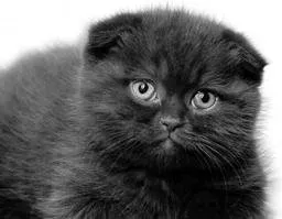 Ca pisicile simt uman, asistent feline