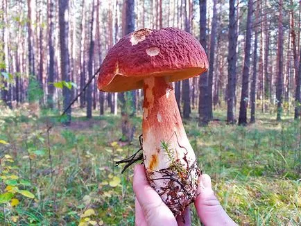 Așa cum ne-am dus în pădure în căutarea de ciuperci