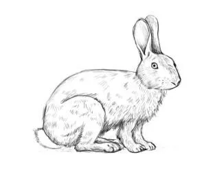 Cum de a desena un iepuras 1 (Hare) Cum să elaboreze un iepure 1