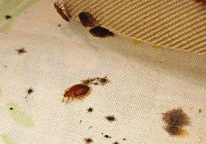 Cum sa scapi de bug-uri de pat in casa si le preveni (ucide ploșnițe în apartament) Cum sa scapi de bug-uri de pat in casa si pentru a preveni apariția lor