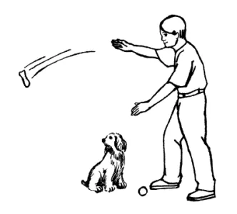 Cum de a instrui câinele comanda „Fetch! 