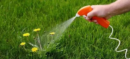 Cum sa scapi de păpădia pe un teren (teren) Cum sa scapi de păpădia pe un teren