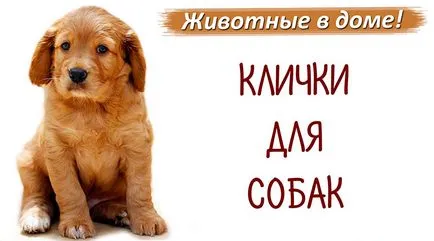 Cum pentru a denumi catelul pentru a ridica numele sau pseudonimul băiatului pentru câine