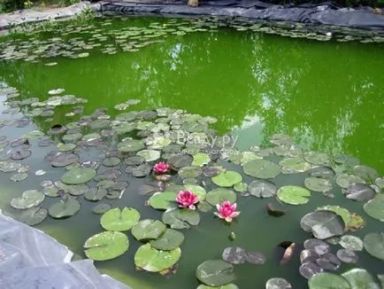 Cum de a purifica sursă de apă în țara înfloririi și miros (înflorire) Cum se curata corpul de apă din țară de la înflorire și miros de apă