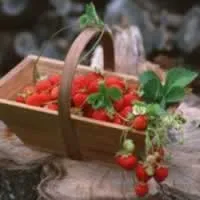 Cum să polenizeze căpșuni, de a crea frumusețe și confort la domiciliu