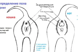 Cum de a determina pisoi de sex în 1, 2, 3 luni și mai mult, cum să se distingă o pisica de la o pisica - caracteristici sexuale