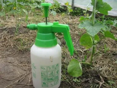 Cum se pulveriza castraveți, urozhaynik vesel